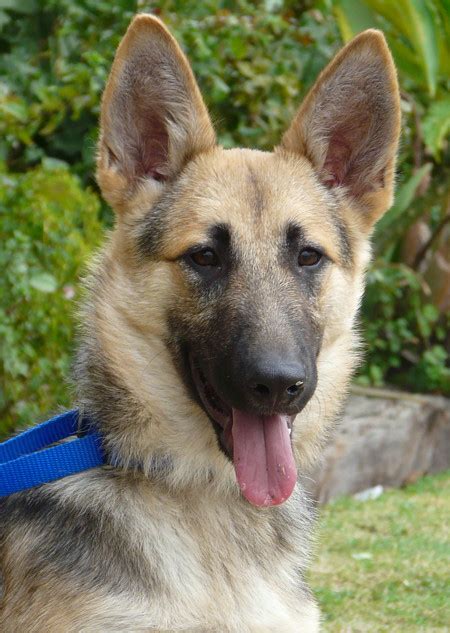 Arizona german shepherd rescue - Jun 28, 2023 ... ... Arizona police officers decided to rescue a distressed German Shepherd stuck in a canal, using an unlikely tactic – a pumpkin muffin freshly ...